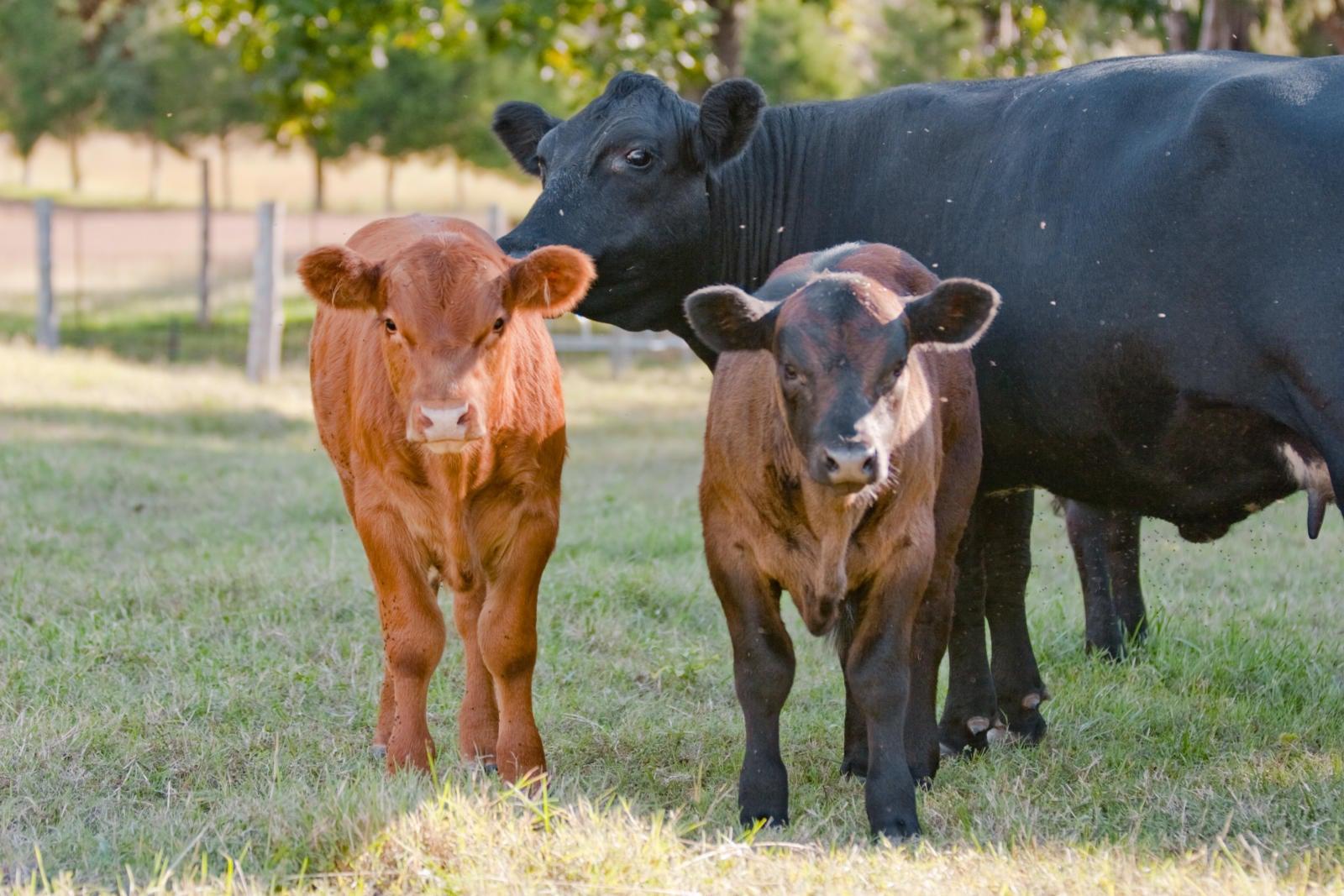 肉牛生产和肉牛生命周期作为动物农业的一部分的形象