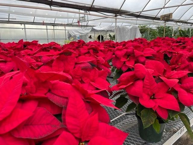 image of red poinsettias in a greenhouse