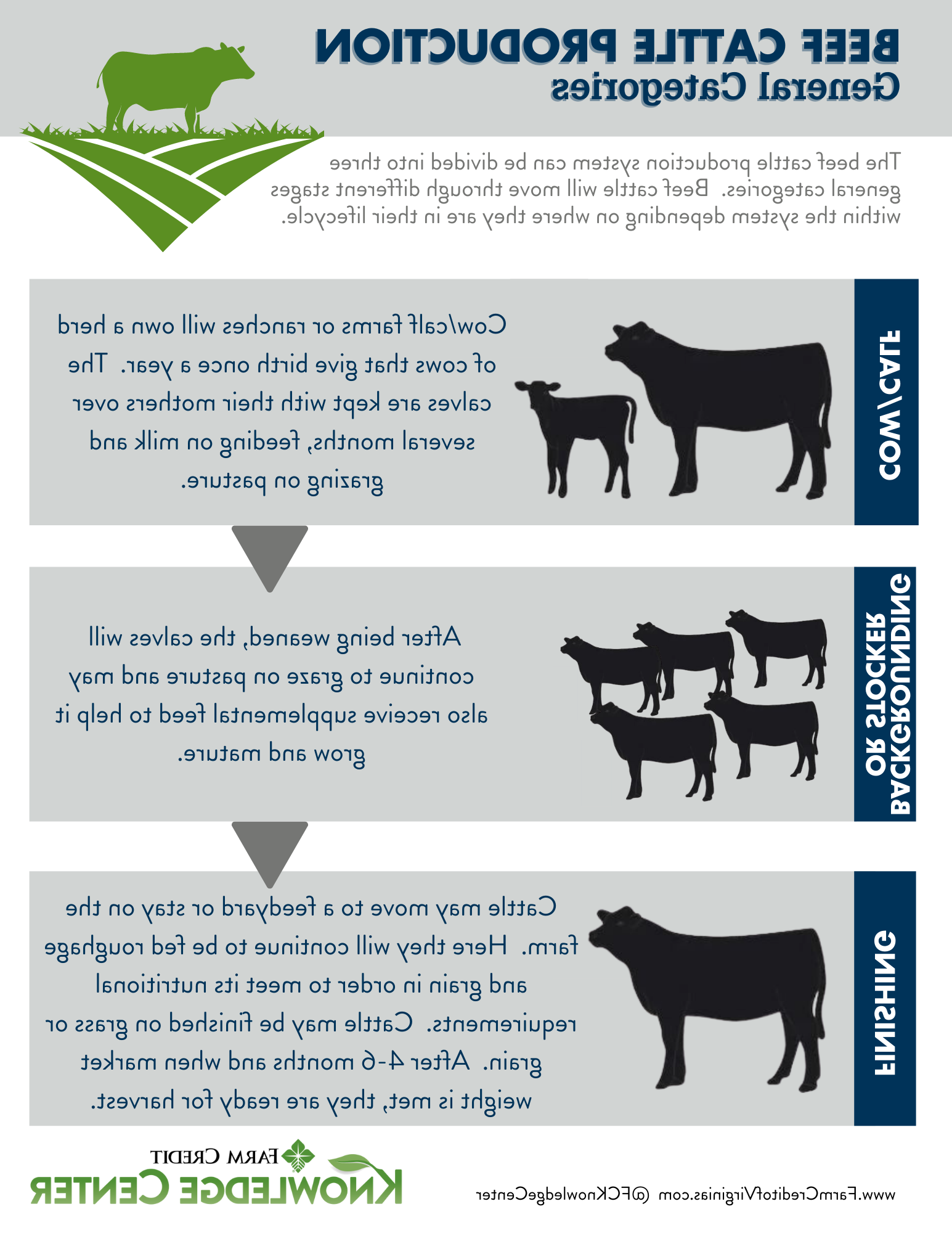 动物农业、肉牛生产和肉牛生命周期图像信息图